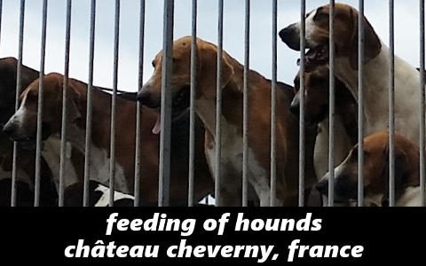 Feeding of Hounds at Château Cheverny